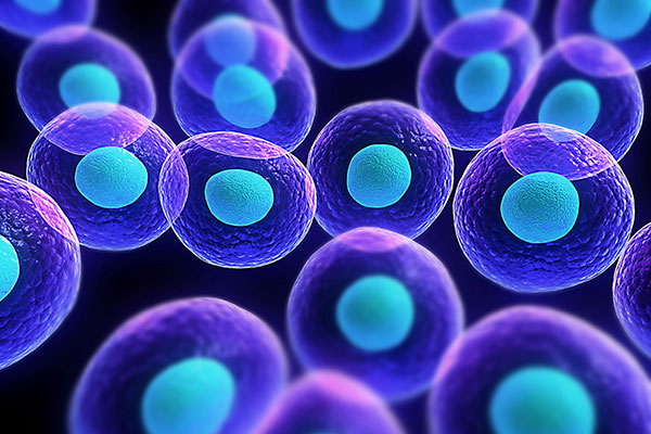 “干细胞及转化研究”试点专项
