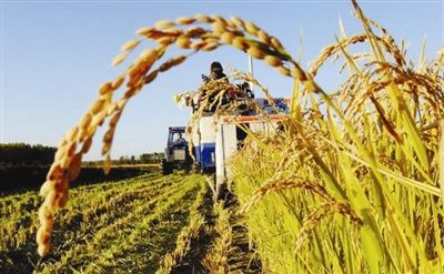 “粮食丰产增效科技创新”重点专项2018年度项目咨询指南