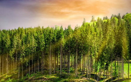 “林业资源培育及高效利用技术创新”重点专项2018年度项目咨询指南